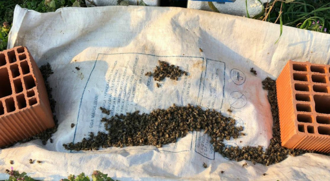 Bursa'da bu ölümler korkutuyor!