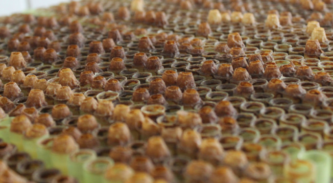 Tam bir şifa kaynağı! Kilosu altınla yarışıyor...