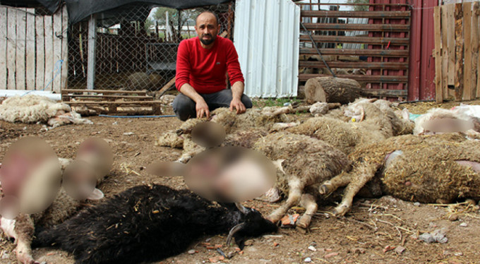 Korkunç manzara! Aç kalan köpekler..