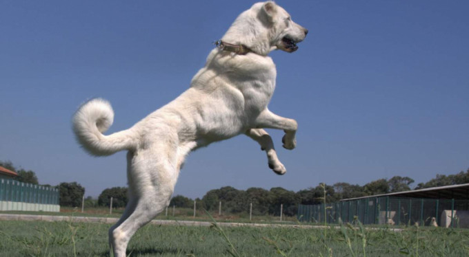 Bursa'da yetişiyor...Dünyaya satılıyor