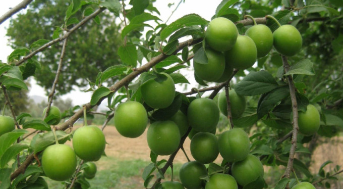 Bursa'da tezgahları süslüyor...İşte fiyatı