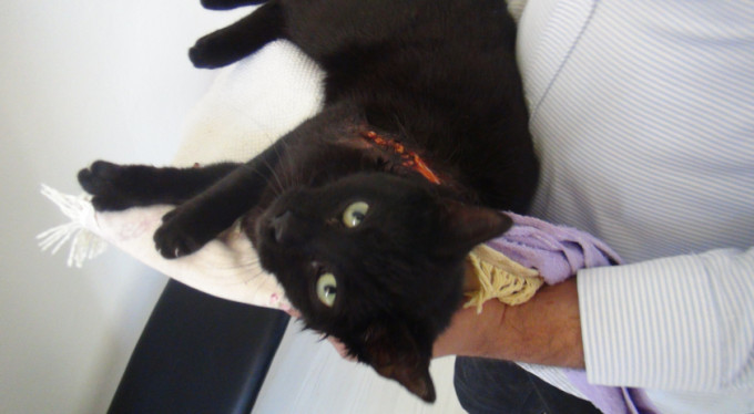 "Bugün kediye tüfek sıkan yarın insana sıkar"