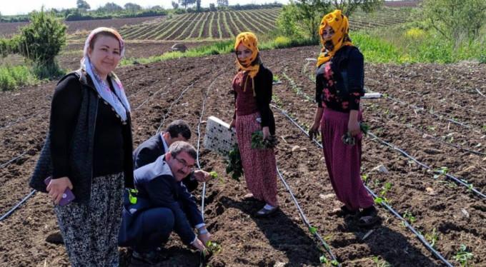 Bursa'da ilk kez o ilçede yetiştirilecek!