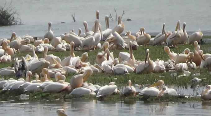 Bursa'da muhteşem görüntü! İlk kez...