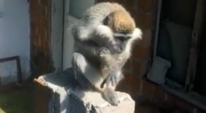 Bursa'da maymun paniği!