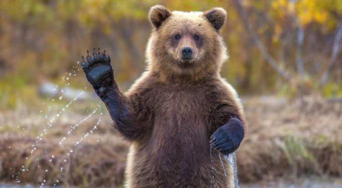 Bursa'da sürpriz misafirler...İşte o anlar