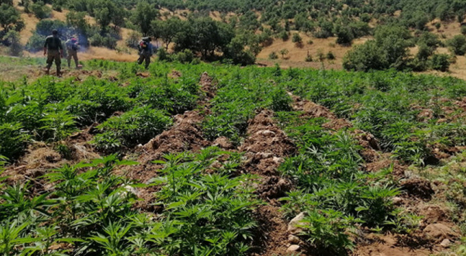 Dev uyuşturucu operasyonu!