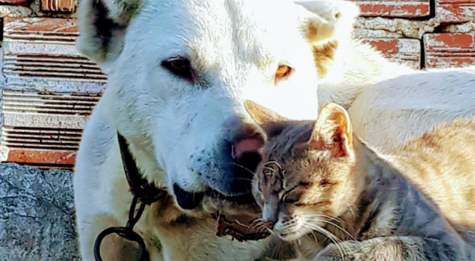 Bursa'da onları gören şoke oluyor!