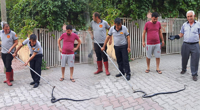 Oturma odasında yılan paniği!