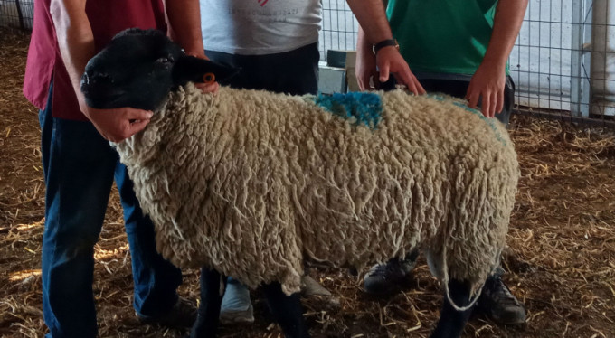 Bu koç 5 bin liraya satıldı! Yer Bursa...