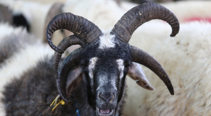 Bursa'da büyük ilgi odağı oldu!