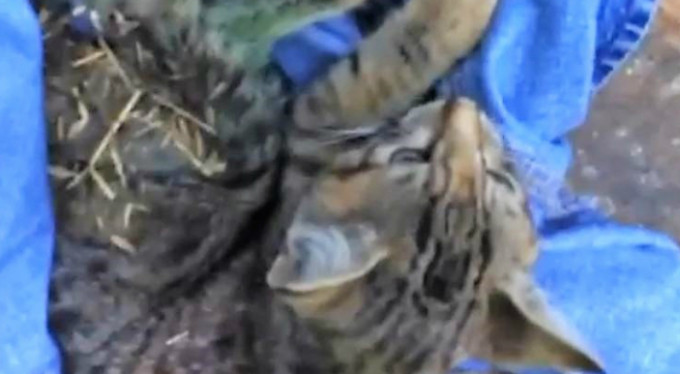 Bunu yapan insan olamaz! Bursa'da...