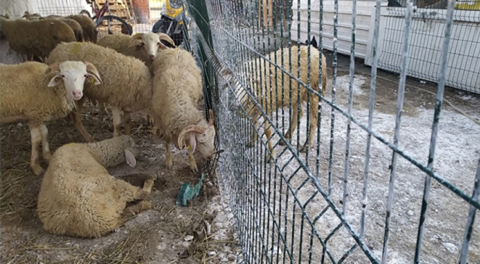 Kurban Bayramı öncesi panik! 20 mahalle...