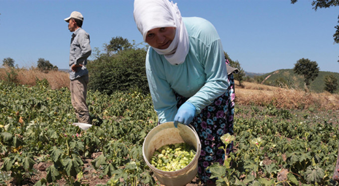 Tarlada 4 lira, pazarda 16 lira!