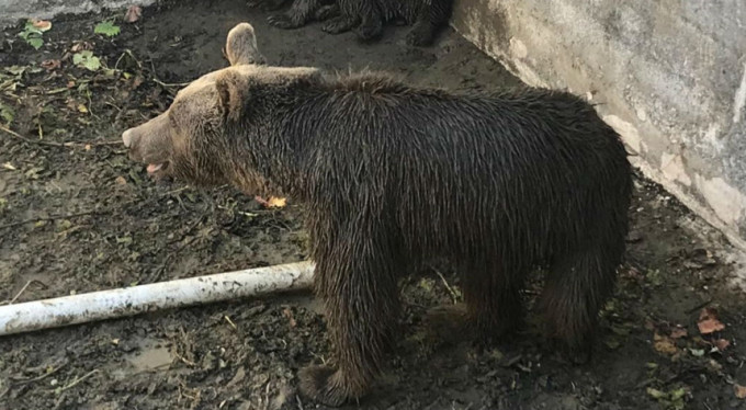Bursa'da ayı seferberliği!