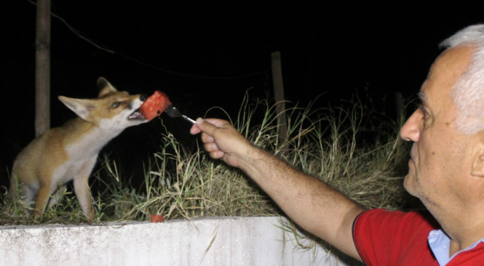 Bursa'nın sosyete tilkisi!