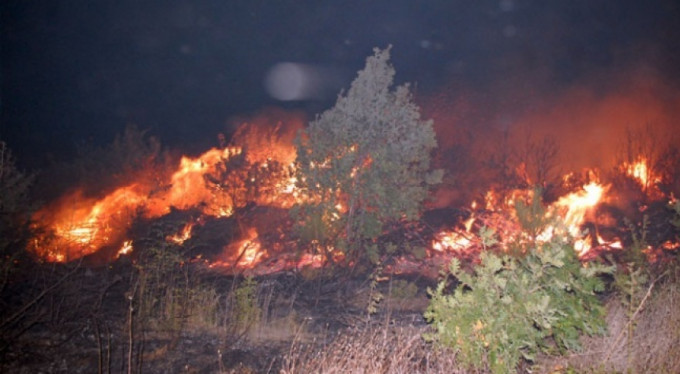 Yüzlerce çam alev alev yandı!