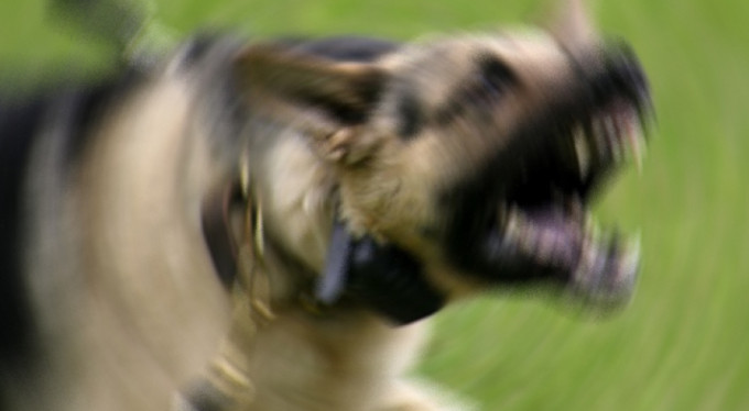 Bu köpekleri besleyenler yandı!