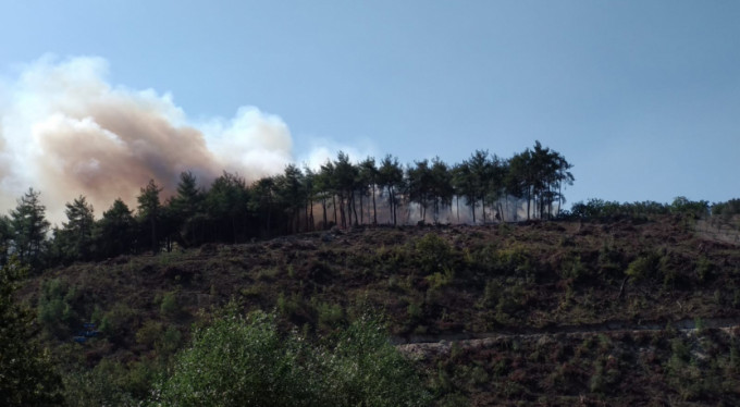 Bursa'da orman yangını!