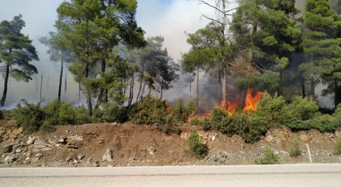 Bursa'da orman yangını!