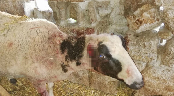 Bursa'da sokak köpekleri dehşet saçtı!