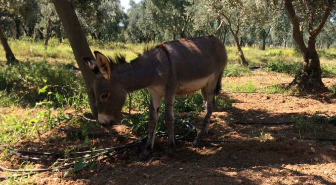 Bursa'da kayıp eşek alarmı!
