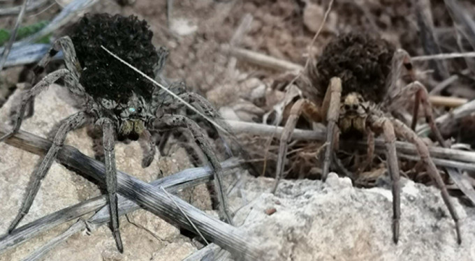 Dünyanın en tehlikeli 9 türünden biri! Türkiye'de...