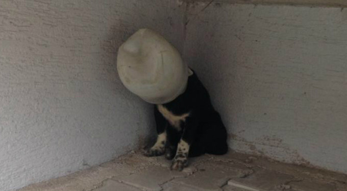 Bunu yapan insan olamaz! Yer Bursa...