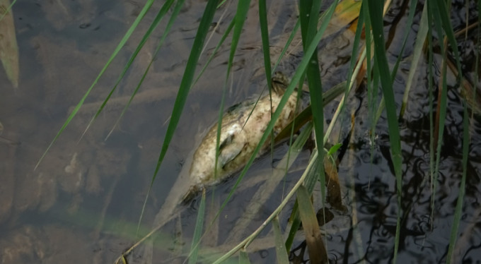 Bursa'daki toplu balık ölümleri için flaş açıklama