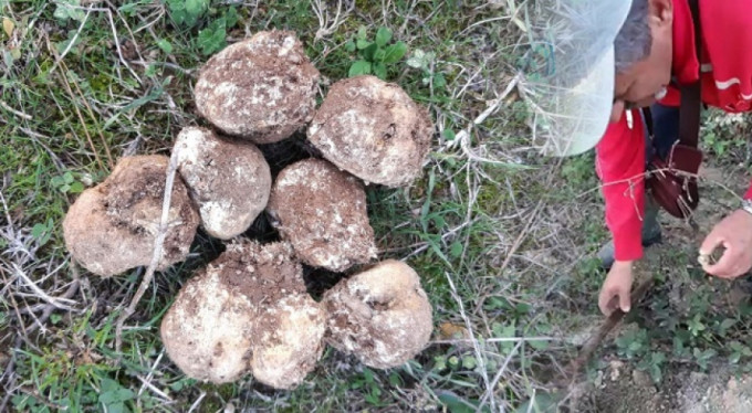 Bursa'da ormanda buldu, zengin oldu!