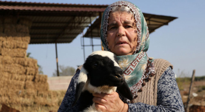 'Koyunlarımı geri getirsinler' diye gözyaşı döktü