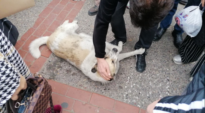 Vatandaşları seferber etti! Numaracı köpek...