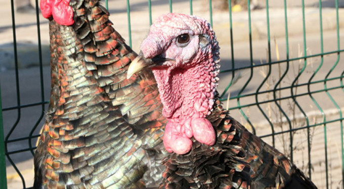 Yılbaşı hindileri el yakıyor!