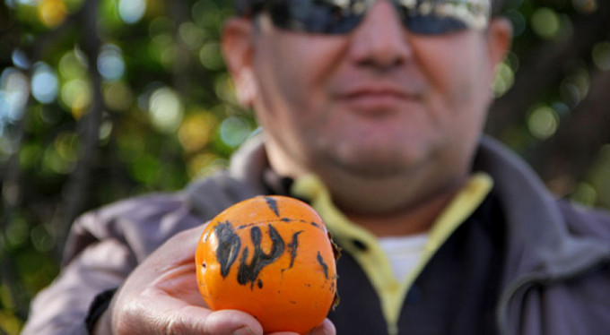 Hurmadaki "Allah" yazısı görenleri şaşırttı!