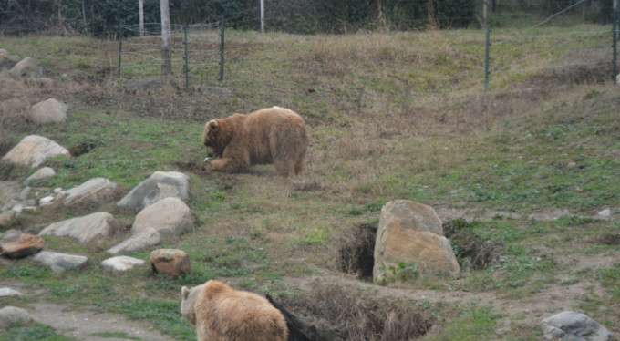 Bursa'da ayıların uykusu kaçtı!