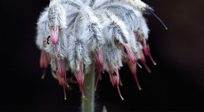 Dünyada sadece Türkiye'de var!