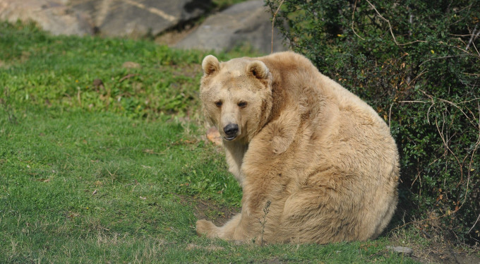 Ayıları kış uykusu tutmadı!