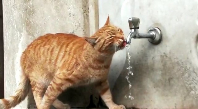 Akıllı telefon değil akıllı kedi