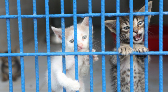 Can dostlara kucak açan merkez