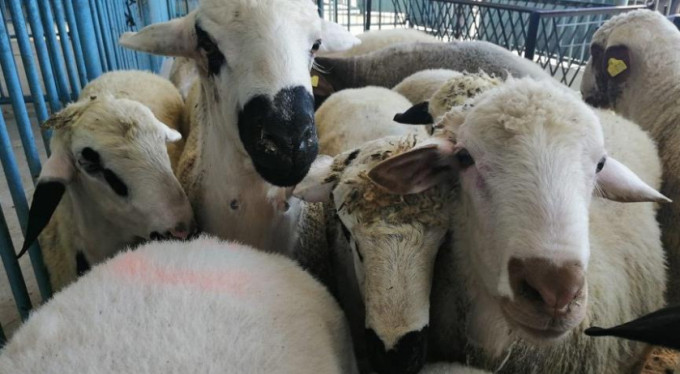 Bursa'da panik! Karantinaya alındı...