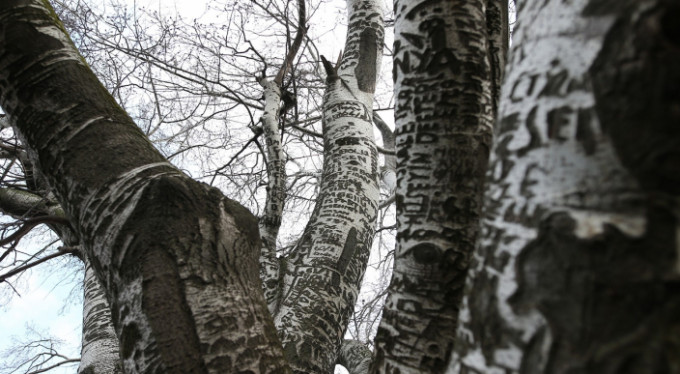 Bursa'nın efsane ağacı yok oluyor!