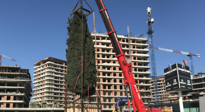 Bursa'da 55 yıllık ağaç böyle taşındı