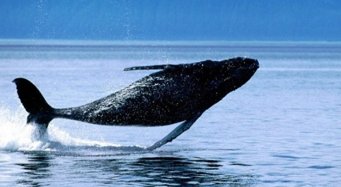 İnsanlar evlere kapandı, onlar geri döndü