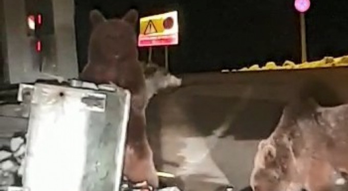 Uludağ ayılara kaldı!