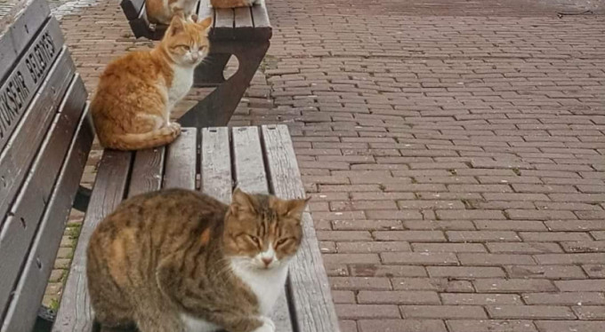 Bursa'da deniz kıyısı onlara kaldı!