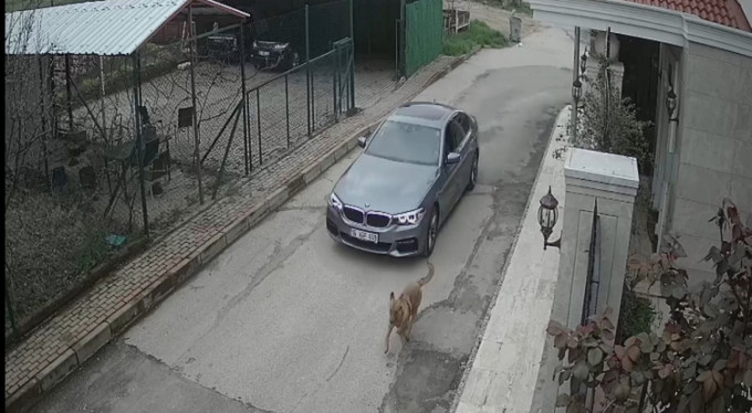 Bunu yapan insan olamaz! Köpeğe kurşun yağdırdı