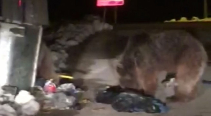 Kış uykusundan uyanan ayılar şaşkın