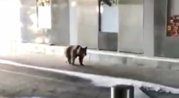 Bursa'da aç kalan ayılar bakın ne yaptı!