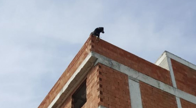 Bursa'da can dostu için seferberlik! Son anda...