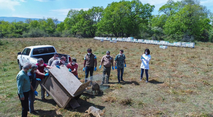 Bursa'da çakallar serbest!